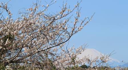 2014.4富士山桜.jpg